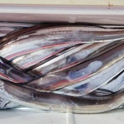 暁〜akatsuki〜 釣果