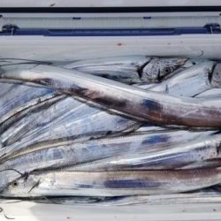 暁〜akatsuki〜 釣果