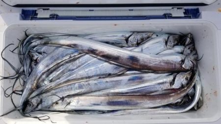 暁〜akatsuki〜 釣果