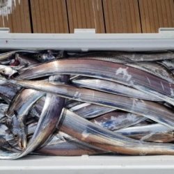 暁〜akatsuki〜 釣果