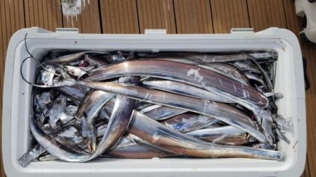 暁〜akatsuki〜 釣果