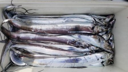 暁〜akatsuki〜 釣果