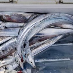 暁〜akatsuki〜 釣果