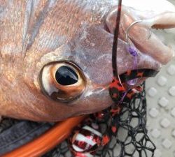 白墨丸 釣果