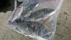 まこと渡船 釣果