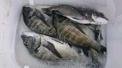 まこと渡船 釣果