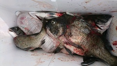 まこと渡船 釣果