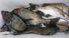 まこと渡船 釣果