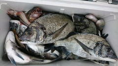 まこと渡船 釣果