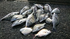 まこと渡船 釣果