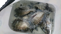 まこと渡船 釣果