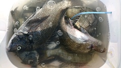 まこと渡船 釣果