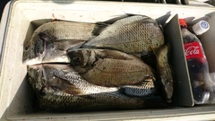 まこと渡船 釣果