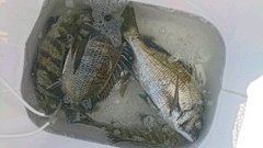 まこと渡船 釣果