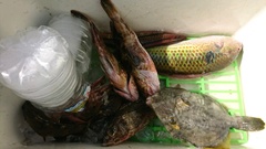 まこと渡船 釣果