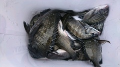 まこと渡船 釣果