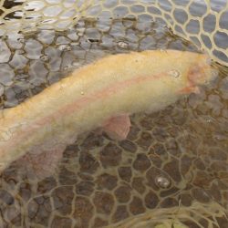 フィッシングレイクたかみや 釣果