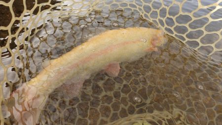 フィッシングレイクたかみや 釣果