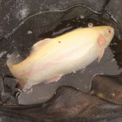 フィッシングレイクたかみや 釣果