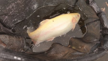 フィッシングレイクたかみや 釣果