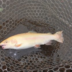 フィッシングレイクたかみや 釣果