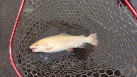 フィッシングレイクたかみや 釣果