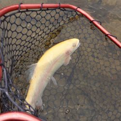 フィッシングレイクたかみや 釣果