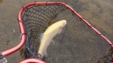 フィッシングレイクたかみや 釣果