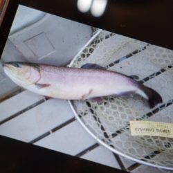 フィッシングレイクたかみや 釣果