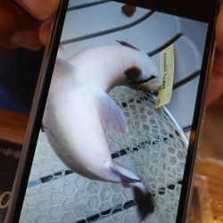 フィッシングレイクたかみや 釣果