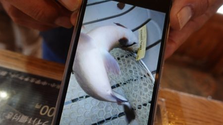 フィッシングレイクたかみや 釣果