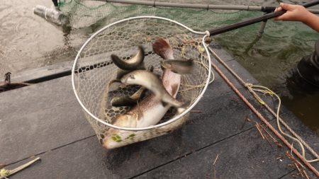 フィッシングレイクたかみや 釣果