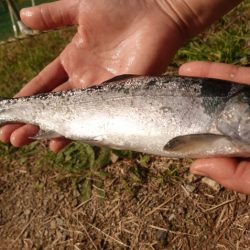 フィッシングレイクたかみや 釣果