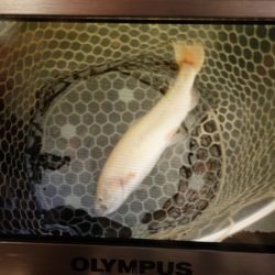 フィッシングレイクたかみや 釣果