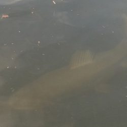 フィッシングレイクたかみや 釣果