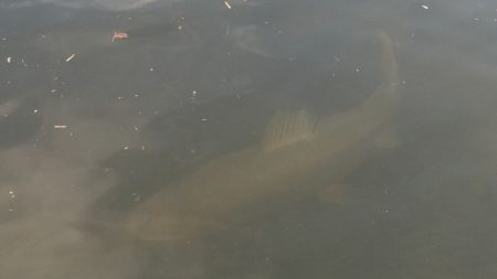 フィッシングレイクたかみや 釣果