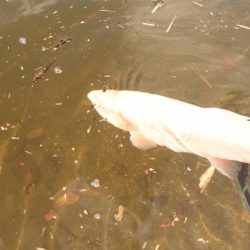 フィッシングレイクたかみや 釣果