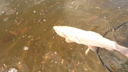フィッシングレイクたかみや 釣果