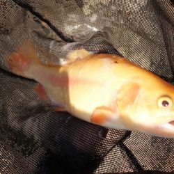 フィッシングレイクたかみや 釣果