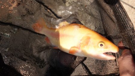 フィッシングレイクたかみや 釣果