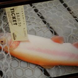 フィッシングレイクたかみや 釣果