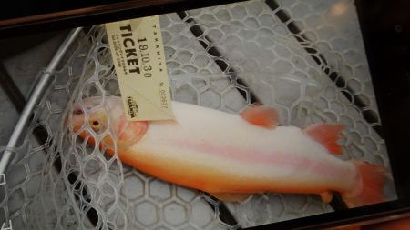 フィッシングレイクたかみや 釣果