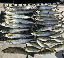 東京湾探釣隊ぼっち 釣果