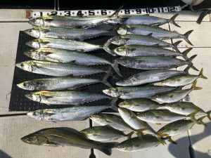 東京湾探釣隊ぼっち 釣果