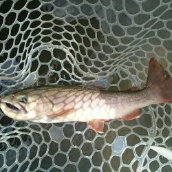 フィッシングエリア帝釈 釣果