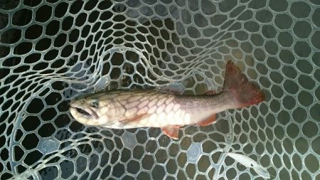 フィッシングエリア帝釈 釣果