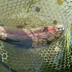 フィッシングエリア帝釈 釣果