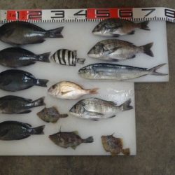 のとじま臨海公園海づりセンター 釣果