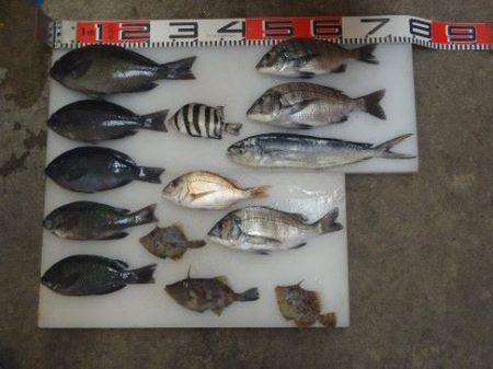 のとじま臨海公園海づりセンター 釣果