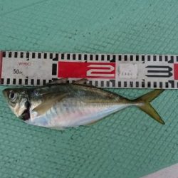 ＫＯＮＡＹＡｰＭＡＲＵ（こなや丸） 釣果